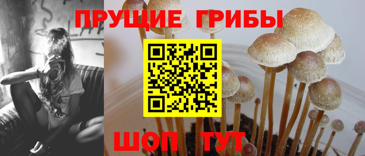 Галлюциногенные грибы Psilocybine cubensis Мелеуз